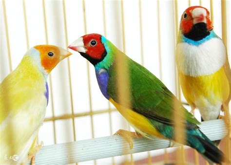 養鳥的人個性|【養鳥的人】養鳥的人暗藏什麼性格特質？揭秘與愛鳥性格的驚人。